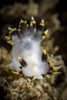 Polycera tricolor nudibranch, Southern California Poster Print by Brook Peterson/Stocktrek Images - Item # VARPSTBRP400002U