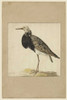 Standing Poster Print by Anne Waltz - Item # VARPDXWE0032