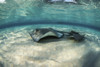 A small stingray shadows a larger stingray, Grand Cayman, Cayman Islands Poster Print by Brook Peterson/Stocktrek Images - Item # VARPSTBRP400221U