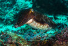 Cuttlefish in Raja Ampat, Indonesia Poster Print by Jennifer Idol/Stocktrek Images - Item # VARPSTJDL400262U