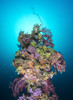 Coral growth on a mast of the Shinkoku Maru shipwreck, Truk Lagoon, Micronesia Poster Print by Brandi Mueller/Stocktrek Images - Item # VARPSTBMU400255U