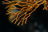 Coral in Raja Ampat, Indonesia Poster Print by Jennifer Idol/Stocktrek Images - Item # VARPSTJDL400275U