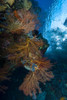Reef scene with a sea fan, Milne Bay, Papua New Guinea Poster Print by Bruce Shafer/Stocktrek Images - Item # VARPSTBRU400172U