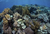 A beautiful and healthy coral reef grows in Komodo National Park, Indonesia Poster Print by Ethan Daniels/Stocktrek Images - Item # VARPSTETH401136U