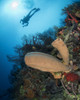 Diver with sponge on a reef in Roatan, Honduras Poster Print by Brandi Mueller/Stocktrek Images - Item # VARPSTBMU400266U