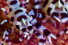Close-up of coleman shrimp, Anilao, Philippines Poster Print by Bruce Shafer/Stocktrek Images - Item # VARPSTBRU400017U