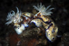 These Hypselodoris nudibranchs carry emporer shrimp on their backs Poster Print by Brook Peterson/Stocktrek Images - Item # VARPSTBRP400140U