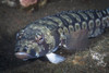 Sandperch in Komodo National Park, Indonesia Poster Print by Brandi Mueller/Stocktrek Images - Item # VARPSTBMU400073U