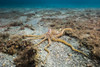 Longarm octopus crawls along the seafloor Poster Print by Jennifer Idol/Stocktrek Images - Item # VARPSTJDL400252U