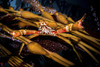 Kelp crab, Monterey, Central California Poster Print by Brook Peterson/Stocktrek Images - Item # VARPSTBRP400009U Kelp crab, Monterey, Central California Poster Print by Brook Peterson/Stocktrek Images - Item # VARPSTBRP400009U