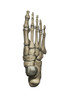 3D model of the foot depicting the dorsal bone structures Poster Print by Photon Illustration/Stocktrek Images - Item # VARPSTPHT700030H