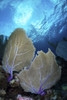 Sea fans on a coral reef in Grand Cayman, Cayman Islands Poster Print by Brook Peterson/Stocktrek Images - Item # VARPSTBRP400216U