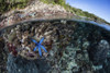 A blue starfish clings to a shallow coral reef in the Lesser Sunda Islands of Indonesia Poster Print by Ethan Daniels/Stocktrek Images - Item # VARPSTETH401268U