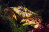 Atlantic rock crab, Maine Poster Print by Jennifer Idol/Stocktrek Images - Item # VARPSTJDL400020U
