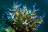 Macro view of coral in Malaysia Poster Print by Jennifer Idol/Stocktrek Images - Item # VARPSTJDL400227U