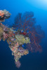 Coral growth on a davit on the Momokawa Marul shipwreck, Truk Lagoon, Micronesia Poster Print by Brandi Mueller/Stocktrek Images - Item # VARPSTBMU400164U