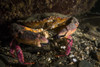 Rock crab in the Hood Canal, Puget Sound, Washington Poster Print by Jennifer Idol/Stocktrek Images - Item # VARPSTJDL400249U