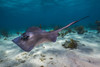 Stingrays in Grand Cayman, Cayman Islands Poster Print by Jennifer Idol/Stocktrek Images - Item # VARPSTJDL400138U