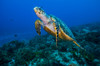 This sea turtle rises from the seafloor in Cozumel, Mexico Poster Print by Jennifer Idol/Stocktrek Images - Item # VARPSTJDL400042U