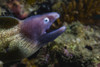 White-eyed moray eel in Malaysia Poster Print by Jennifer Idol/Stocktrek Images - Item # VARPSTJDL400241U