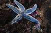 This Forbes common sea star is found in northeaster waters of Maine Poster Print by Jennifer Idol/Stocktrek Images - Item # VARPSTJDL400018U
