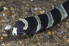 Banded sea snake, Anilao, Philippines Poster Print by Brook Peterson/Stocktrek Images - Item # VARPSTBRP400154U