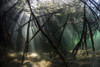 Bright sunbeams filter into the shadows of a mangrove forest in Komodo National Park Poster Print by Ethan Daniels/Stocktrek Images - Item # VARPSTETH401079U