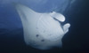 Manta ray, Yap, Micronesia Poster Print by Andreas Schumacher/Stocktrek Images - Item # VARPSTSCH400006U