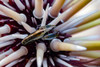 Undescribed urchin shrimp, Romblon, Philippines Poster Print by Bruce Shafer/Stocktrek Images - Item # VARPSTBRU400051U