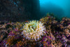 An anemone grows on the rocks of Marys pinnacle in Resurrection Bay, Alaska Poster Print by Jennifer Idol/Stocktrek Images - Item # VARPSTJDL400166U