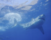 A great white shark at Guadalupe Island, Mexico Poster Print by Brent Barnes/Stocktrek Images - Item # VARPSTBBA400211U