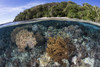 A coral reef thrives in shallow water near Alor in the Lesser Sunda Islands of Indonesia Poster Print by Ethan Daniels/Stocktrek Images - Item # VARPSTETH401251U