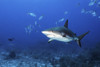 A Caribbean reef shark and a school of fish, Grand Cayman, Cayman Islands Poster Print by Brook Peterson/Stocktrek Images - Item # VARPSTBRP400226U