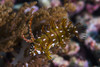 Rockmover wrasse in Raja Ampat, Indonesia Poster Print by Jennifer Idol/Stocktrek Images - Item # VARPSTJDL400274U