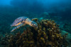 Hawksbille sea turtle in Malaysia Poster Print by Jennifer Idol/Stocktrek Images - Item # VARPSTJDL400214U