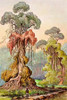 Lianen-Mantel an Saulenbaumen Hochland von Ceylon Poster Print by Ernst Haeckel - Item # VARPDX458698