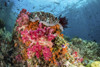 Fish and soft corals on a reef, Raja Ampat, Indonesia Poster Print by Brook Peterson/Stocktrek Images - Item # VARPSTBRP400069U