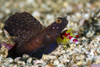 Randall's shrimp with a magnificent shrimp goby, Anilao, Philippines Poster Print by Bruce Shafer/Stocktrek Images - Item # VARPSTBRU400027U
