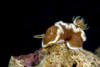 Brown-margin glossodoris nudibranch, New Ireland, Papua New Guinea Poster Print by Bruce Shafer/Stocktrek Images - Item # VARPSTBRU400202U