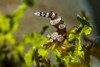 Squat shrimp, Milne Bay, Papua New Guinea Poster Print by Bruce Shafer/Stocktrek Images - Item # VARPSTBRU400149U