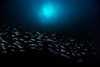 School of fish with sunburst in the background Banda Sea, Indonesia Poster Print by Aaron Wong/Stocktrek Images - Item # VARPSTAAW400013U