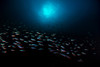 School of fish with sunburst in the background Banda Sea, Indonesia Poster Print by Aaron Wong/Stocktrek Images - Item # VARPSTAAW400013U School of fish with sunburst in the background Banda Sea, Indonesia Poster Print by Aaron Wong/Stocktrek Images - Item # VARPSTAAW400013U