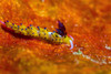 Favorinus sea slug on orange coral, Anilao, Philippines Poster Print by Bruce Shafer/Stocktrek Images - Item # VARPSTBRU400033U