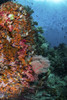 Orange soft corals and fish on a reef, Raja Ampat, Indonesia Poster Print by Brook Peterson/Stocktrek Images - Item # VARPSTBRP400070U
