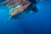 Whale shark in Isla Mujeres, Mexico Poster Print by Jennifer Idol/Stocktrek Images - Item # VARPSTJDL400198U