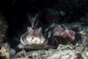 Horn shark, Southern California Poster Print by Brook Peterson/Stocktrek Images - Item # VARPSTBRP400021U