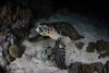 A hawksbill sea turtle on a reef at night in Komodo National Park Poster Print by Ethan Daniels/Stocktrek Images - Item # VARPSTETH401159U