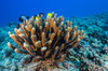 Antler coral grows on the volcanic seafloor of Kona, Hawaii Poster Print by Jennifer Idol/Stocktrek Images - Item # VARPSTJDL400072U