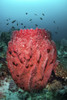 Fish swim over a barrel sponge, Raja Ampat, Indonesia Poster Print by Brook Peterson/Stocktrek Images - Item # VARPSTBRP400101U