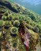 A starfish with spiny sea urchins at Quadra Island, British Columbia in Canada Poster Print by Brent Barnes/Stocktrek Images - Item # VARPSTBBA400220U